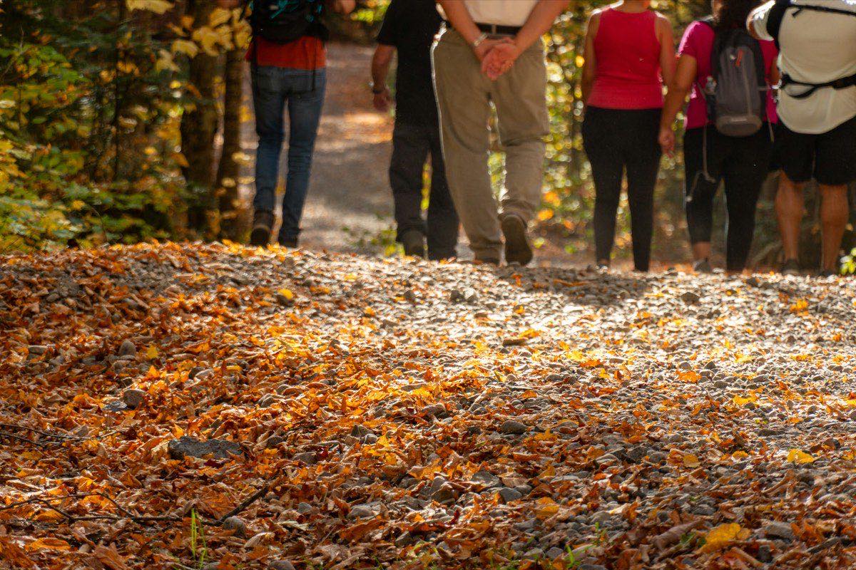 A group walking a gravel trail covered in golden autumn leaves
