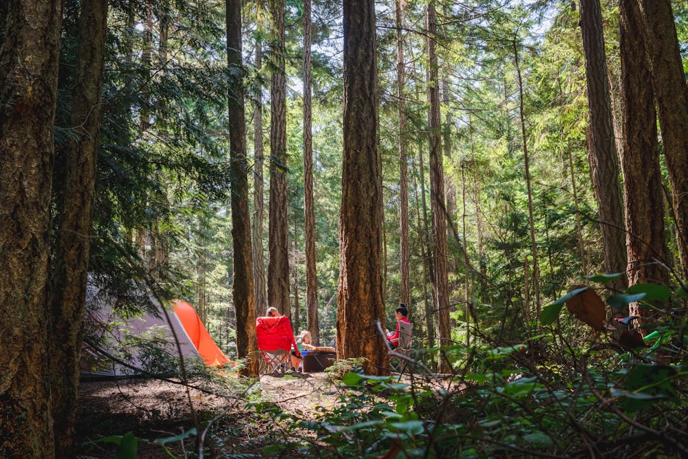 A camp with a tent and chairs among tall forest trees