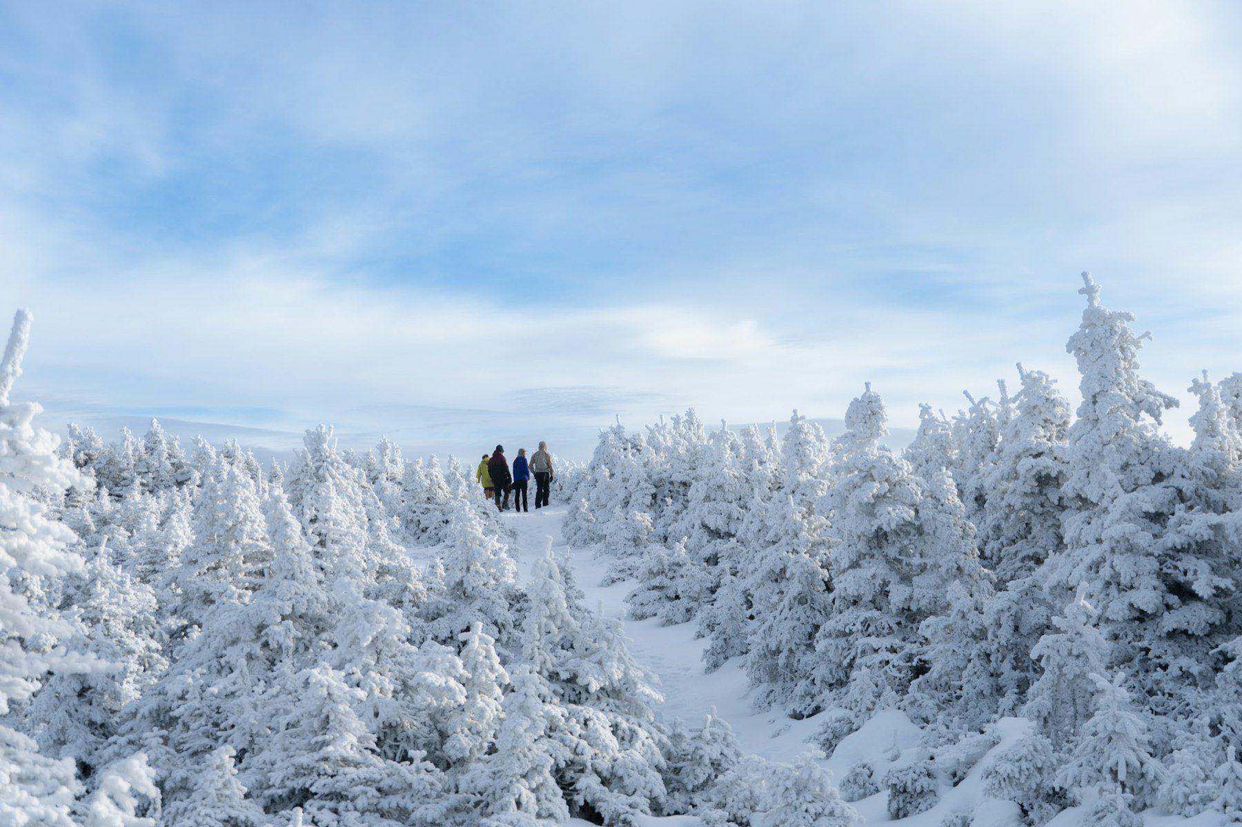 A small group walking a snow-packed trail between heavily frosted spruce trees