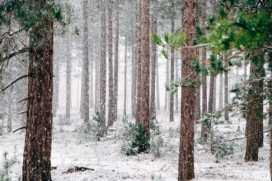 Pine forest in falling snow