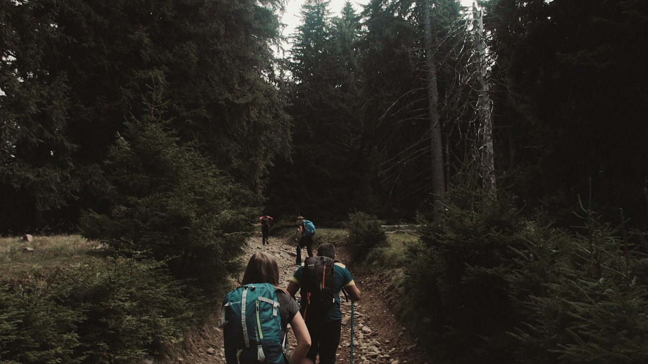 A small group hiking single file up a forest trail with trekking poles