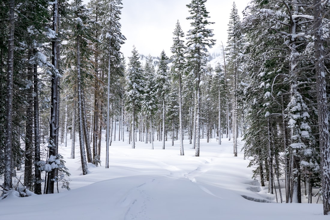 Snow-covered conifer forest with a packed trail winding between the trees